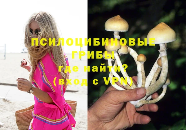 прущие грибы Новодвинск