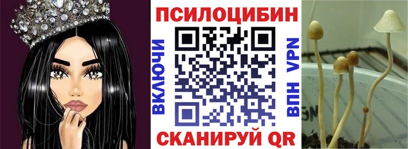 где найти наркотики  Петровск  Псилоцибиновые грибы прущие грибы 